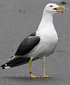 juvenile LBBG in October, ringed in Norway. (131273 bytes)